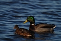 Mallard pair - F